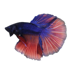 Betta - Splendens - Betta - Half Moon - XL