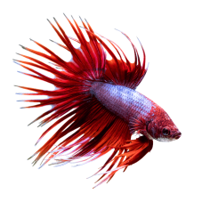 Betta - Splendens - Betta - Crown Tail - XL