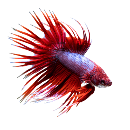 Betta - Splendens - Betta - Crown Tail - XL