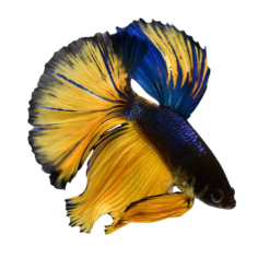 Betta splendens - Blue Mustard (male) - cm 5