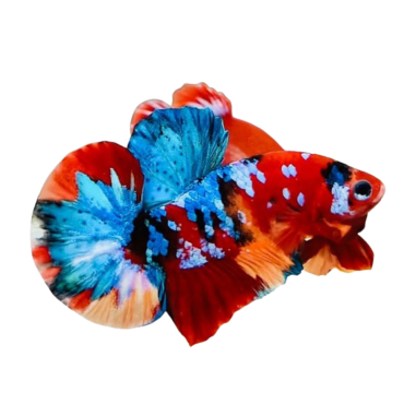 Betta splendens - Galaxy (male) XL