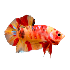Betta - splendens - PK Nemo Koi (male) XL