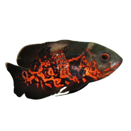 Astronotus ocellatus - Red Tiger Oscar - M