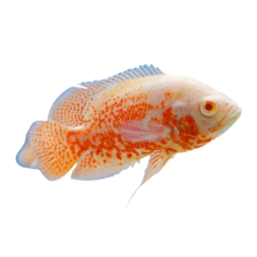 Astronotus ocellatus - Albino Tiger Oscar - M