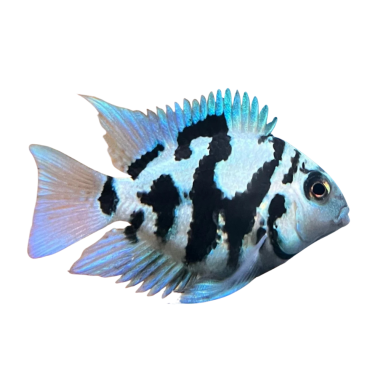Cichlasoma sp. - Parrot Cichlid Blue Polar 3/4 cm
