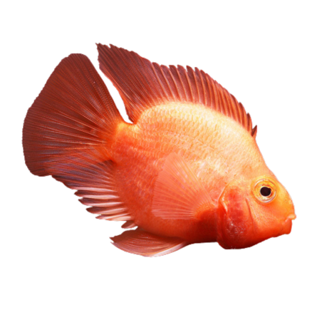 Cichlasoma sp. - Parrot Cichlid 9/10 cm