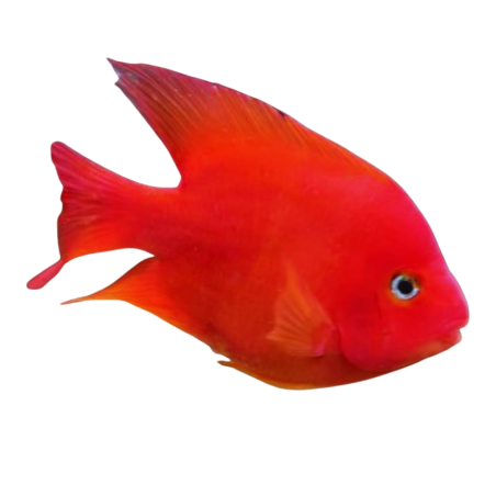 Cichlasoma sp. - Parrot Red Cichlid 9/10 cm