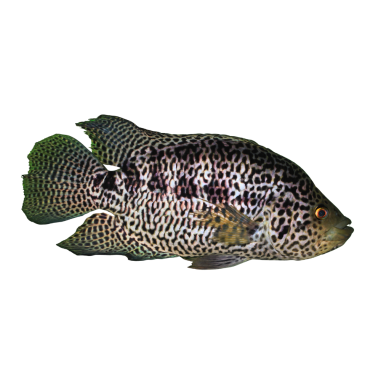 Cichlasoma managuense - Jaguar Cichlid - ML