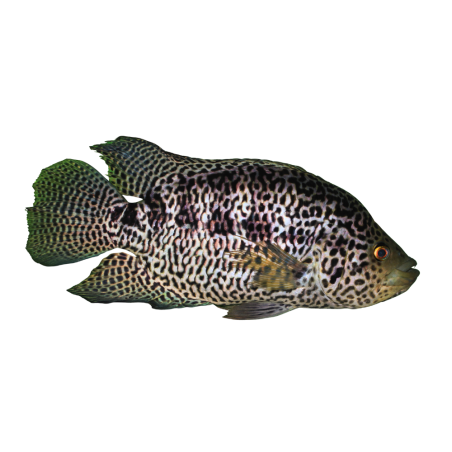Cichlasoma managuense - Jaguar Cichlid - ML