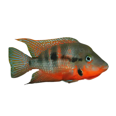 Cichlasoma Meeki - Firemouth Cichlid - M