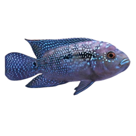 Rocio Octofasciatum - Jack Dempsey Cichlid