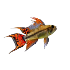 Apistogramma cacatuoides - Cackatoo Dwarf - cm 4-5