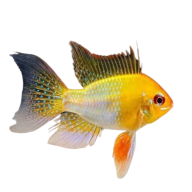 Papiliochromis Ramirezi - Golden Ramirezi ML