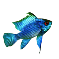 Mikrogeophagus ramirezi elettric blue - cm 3-4