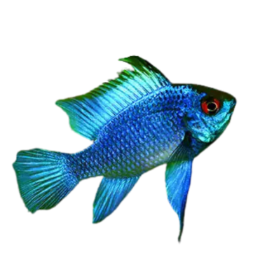 Mikrogeophagus ramirezi elettric blue - cm 3-4