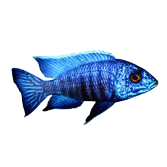 Aulonocara stuartgranti - Blue Peacock - 6 cm
