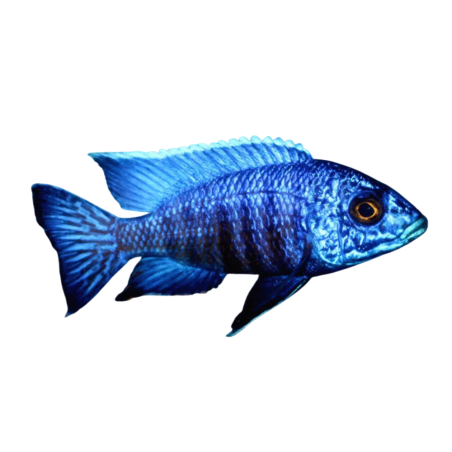 Aulonocara stuartgranti - Blue Peacock - 6 cm