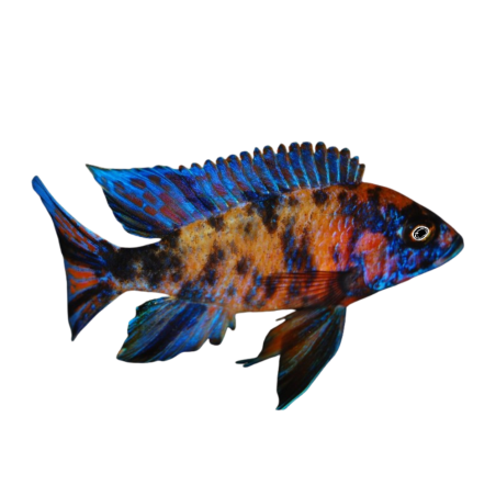 Aulonocara sp. - OB Peacock - 6 cm