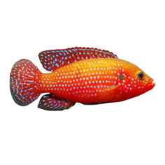 Hemichromis bimaculatus - Red Jewel - L