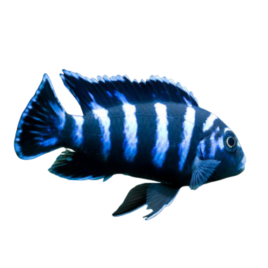 Pseudotrotheus Demasoni - 5 cm