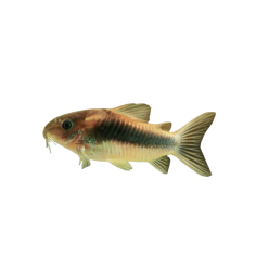 Corydoras Aeneus - ML