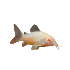 Corydoras Aeneus - Albino - (line-breeding) - ML