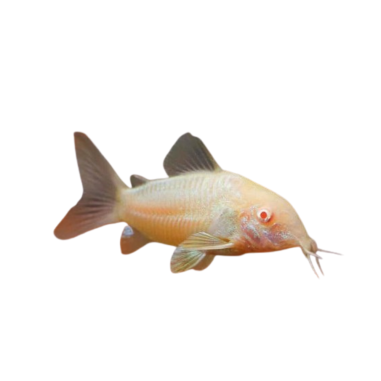 Corydoras Aeneus - Albino - (line-breeding) - ML