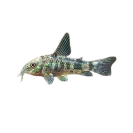 Corydoras Paleatus - Corydoras Peppered - ML