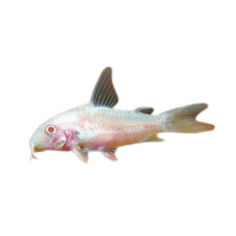 Corydoras Paleatus - Peppered Albino - (line-breeding) - ML