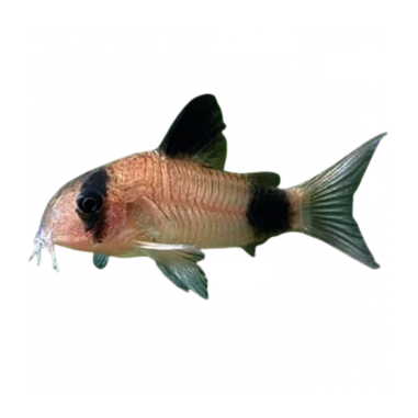 Corydoras Panda - ML