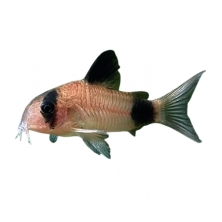 Corydoras Panda - ML