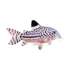 Corydoras Julii - ML