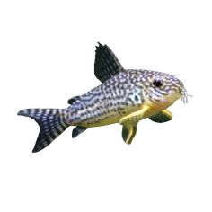 Corydoras Sterbai - XL