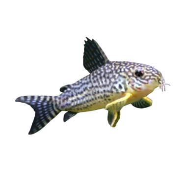 Corydoras Sterbai - XL