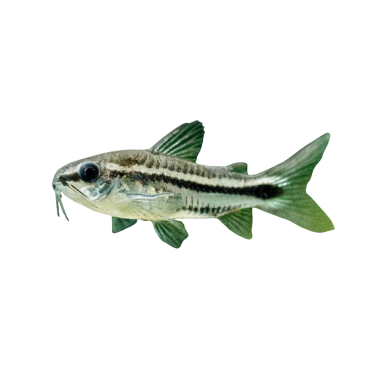 Corydoras Pygmaeus - Corydoras Pygmy - M
