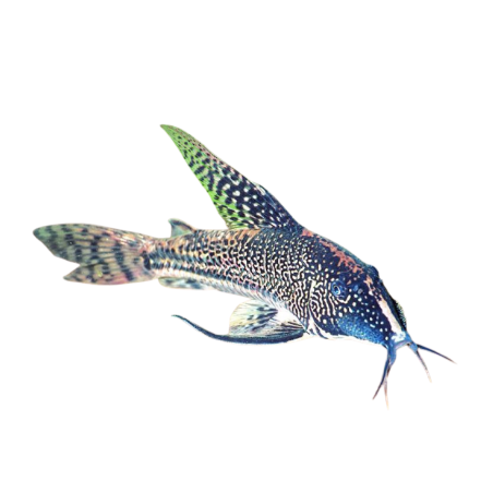 Corydoras Barbatus - Scleromystax barbatus ML