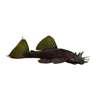 Ancistrus Black - Ancistrus dolichopterus M