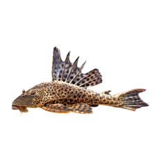 Hypostomus plecostomus - M