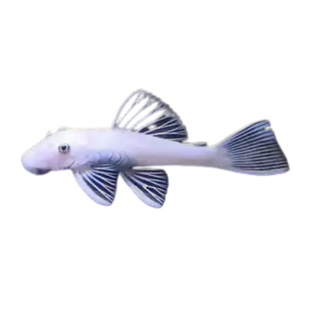 Hypostomus plecostomus white - M