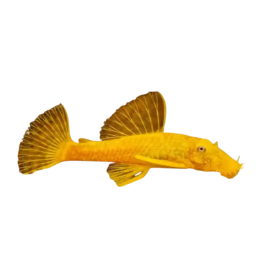 Hypostomus plecostomus yellow sucker