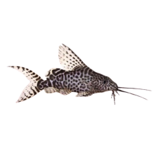 Synodontis Eupterus - Feather Fin Synodontis