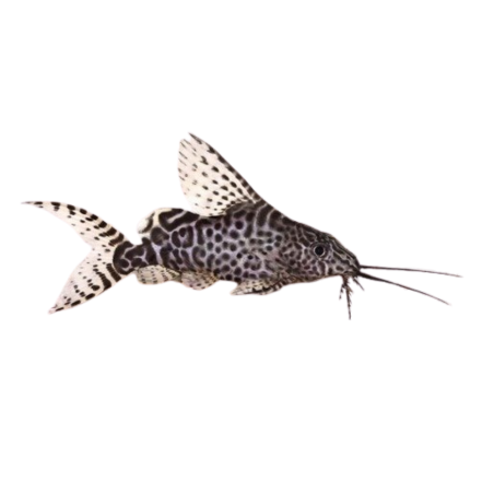 Synodontis Eupterus - Feather Fin Synodontis