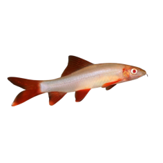 Epalzeorhynchos frenatus - Labeo Albino Rainbow Shark