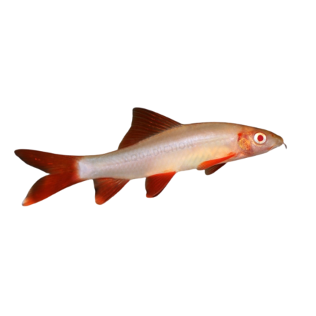 Epalzeorhynchos frenatus - Labeo Albino Rainbow Shark