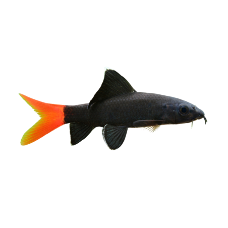 Epalzeorhynchos bicolor - Labeo Red Tail Shark
