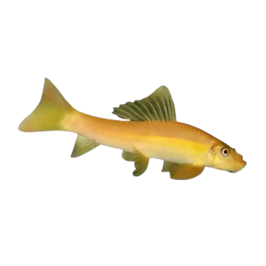 Gyrinocheilus aymonieri - Albino Algae Eater - M
