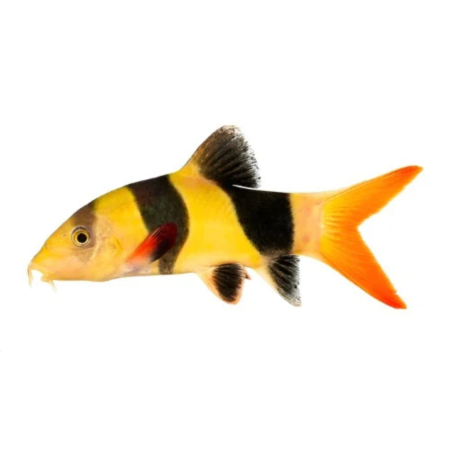 Botia Macracantha - Clown Loach - ML