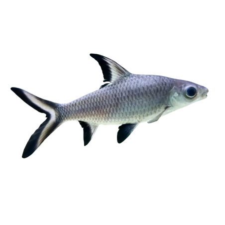 Balantiocheilos melanopterus - Silver Shark - M