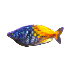 Melanotaenia Boesemani - Boesemani Rainbow - M
