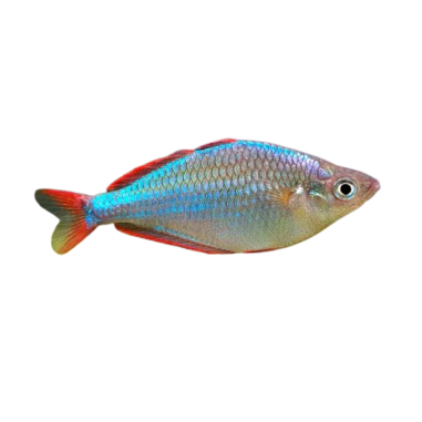 Melanotaenia Praecox - Neon Dwarf Rainbow - M
